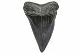 Fossil Broad-Toothed Mako Tooth - South Carolina #375999-1